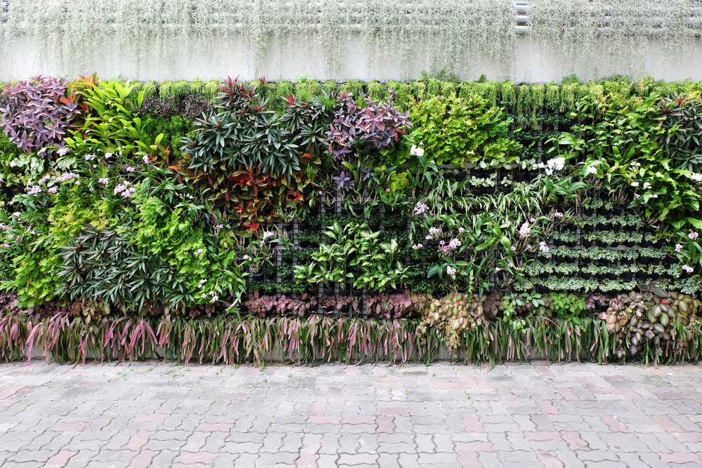 Exemple mur végétal.jpg