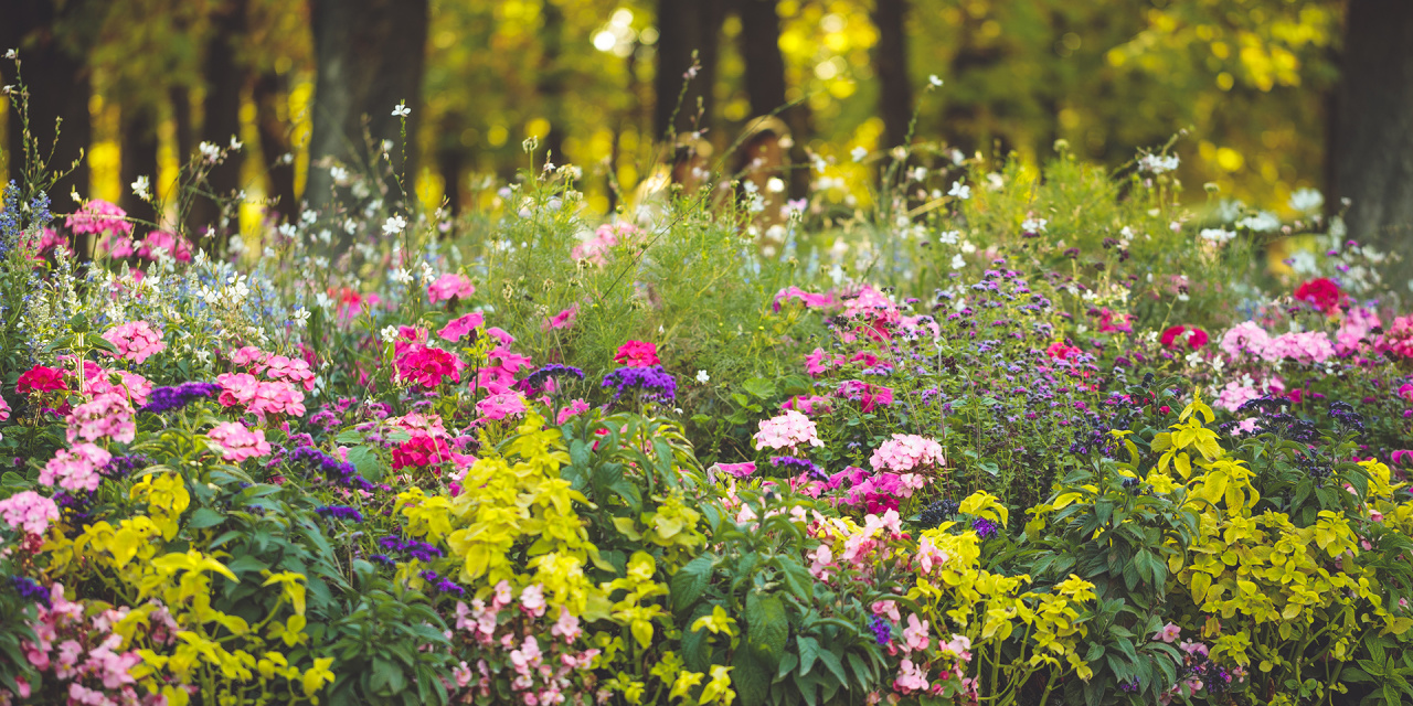 fleurs, jardin botanique.jpg