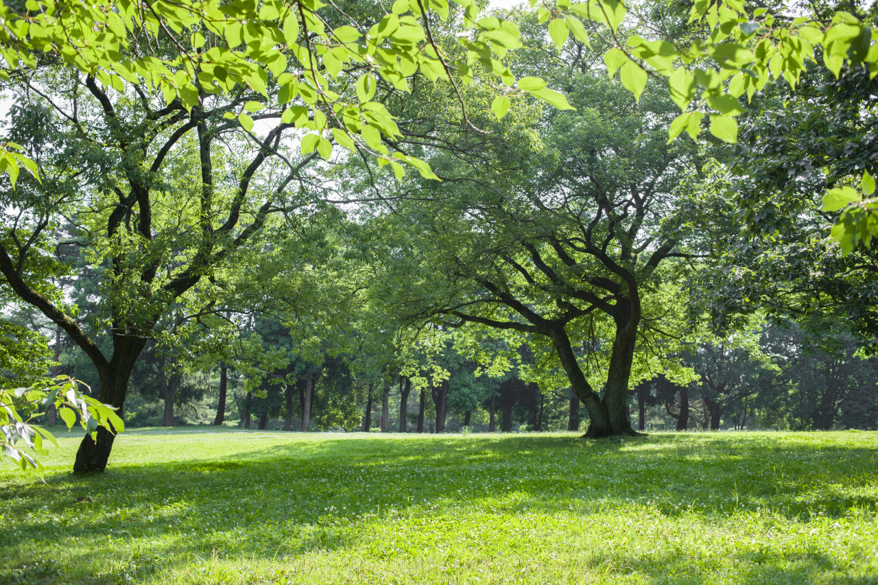 Image d'illustration pour : Des espaces verts sur le campus - Projet  7