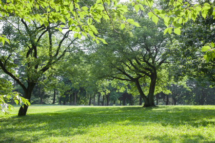 Image d'illustration pour : Des espaces verts sur le campus - Projet  7